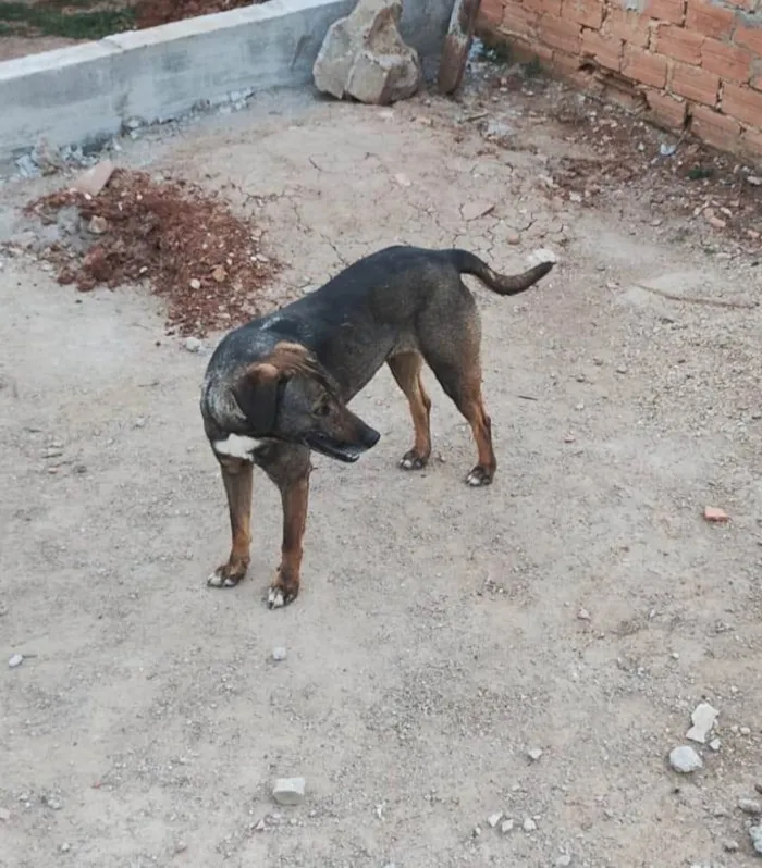 Cachorro ra a SRD-ViraLata idade 4 anos nome TINA
