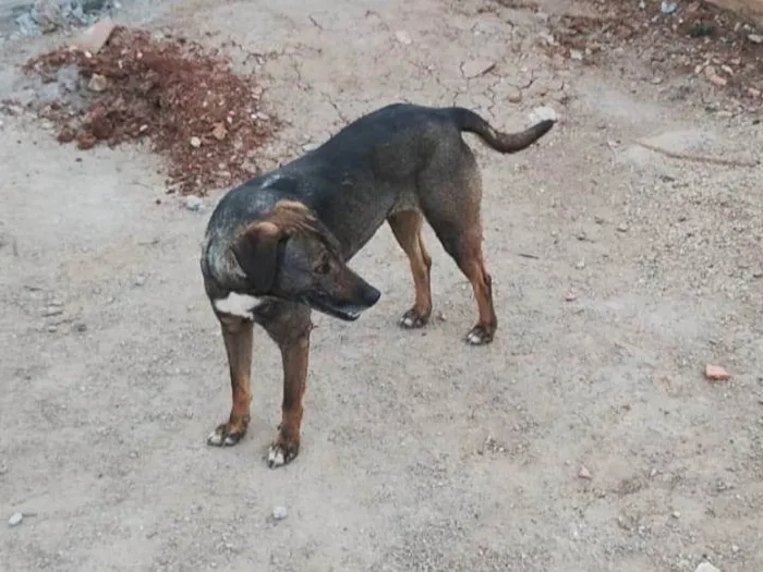 Cachorro ra a SRD-ViraLata idade 4 anos nome TINA