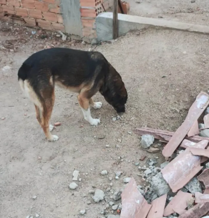 Cachorro ra a SRD-ViraLata idade 4 anos nome NORMA