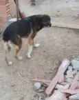 NORMA