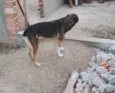 NORMA