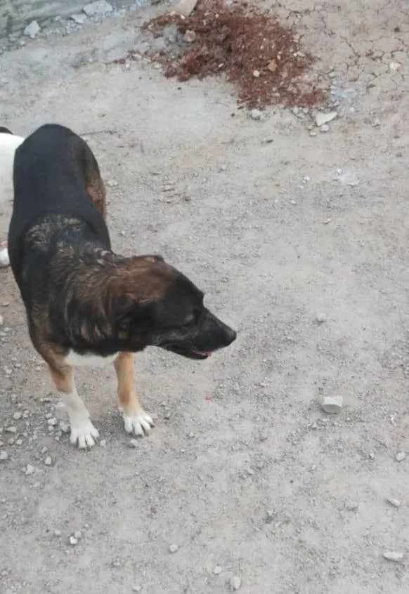 Cachorro ra a SRD-ViraLata idade 4 anos nome NORMA