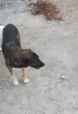 NORMA