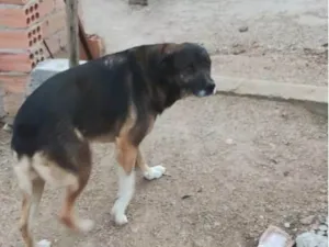 Cachorro raça SRD-ViraLata idade 4 anos nome NORMA
