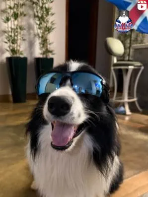 Cachorro ra a Pastor Alemão idade 7 a 11 meses nome Border Collie Nina