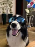 Border Collie Nina