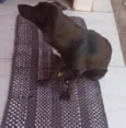 Lupi