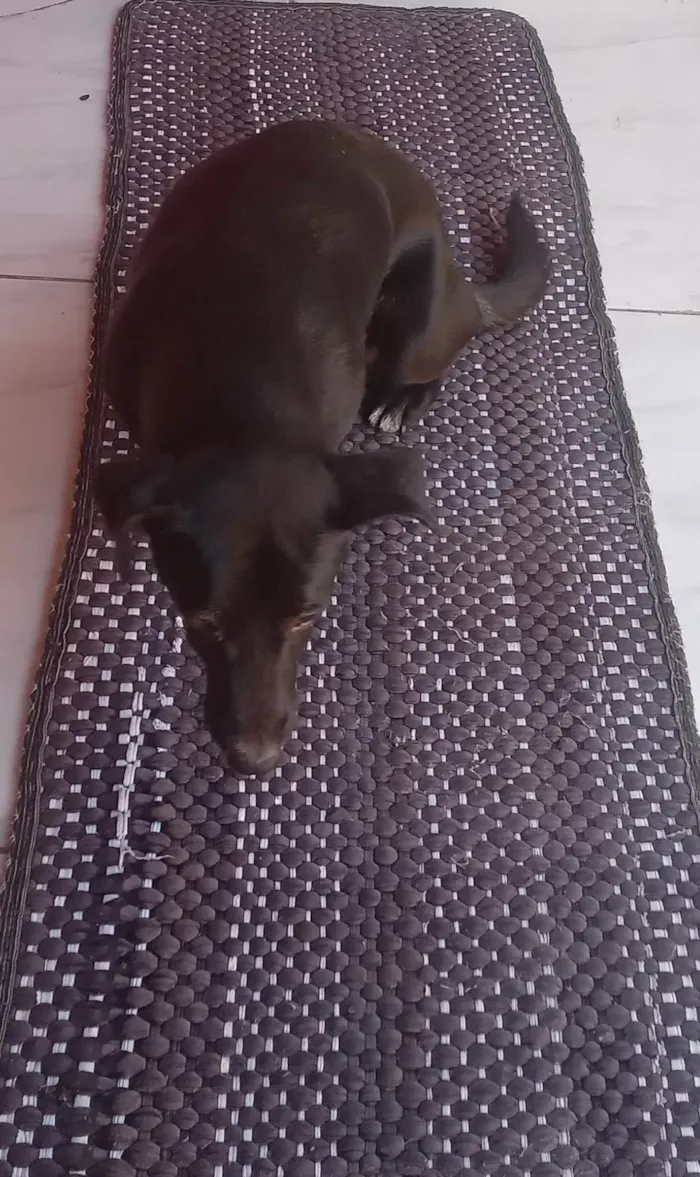Cachorro ra a SRD-ViraLata idade 6 ou mais anos nome Lupi