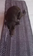 Lupi