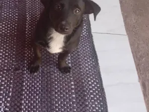 Cachorro raça SRD-ViraLata idade 6 ou mais anos nome Lupi