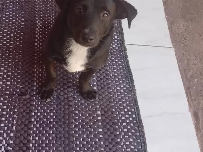 Cachorro ra a SRD-ViraLata idade 6 ou mais anos nome Lupi