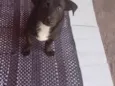 Lupi