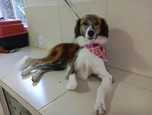 Cachorro raça SRD-ViraLata idade 2 anos nome Juno