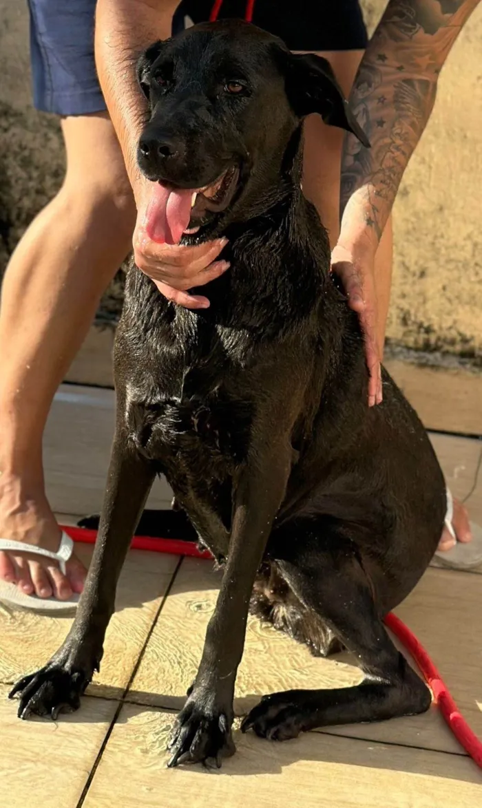 Cachorro ra a SRD-ViraLata idade 5 anos nome Kirra