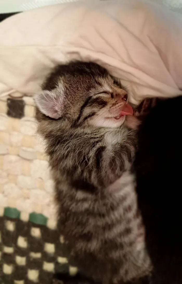Gato ra a SRD-ViraLata idade Abaixo de 2 meses nome Sem nome