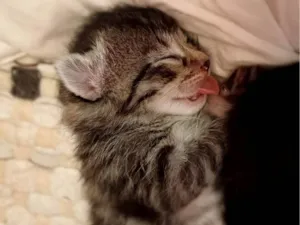 Gato raça SRD-ViraLata idade Abaixo de 2 meses nome Sem nome