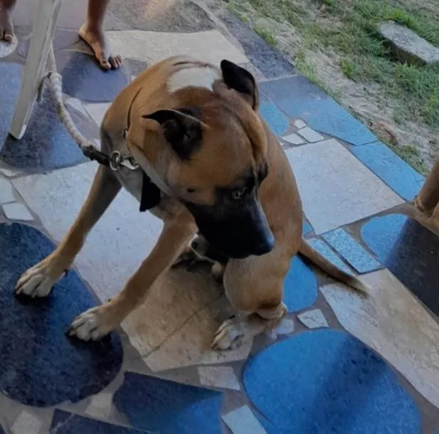 Cachorro ra a Labrador idade 1 ano nome Bingo