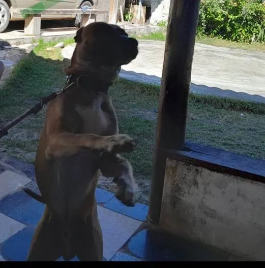 Cachorro ra a Labrador idade 1 ano nome Bingo
