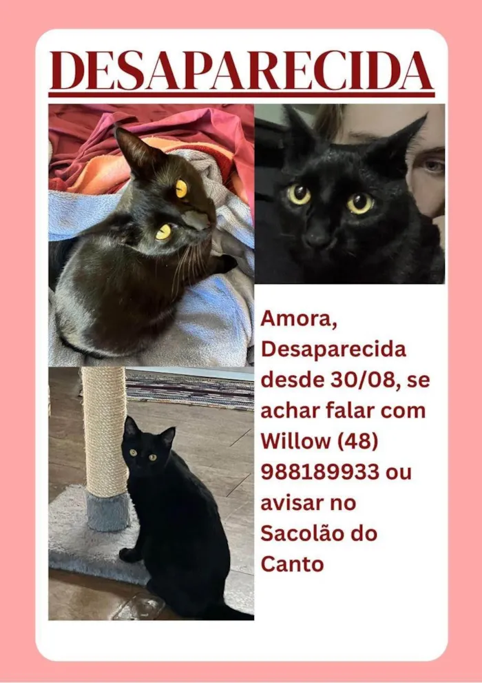 Gato ra a gato preto idade 1 ano nome Amora