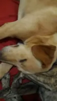 MEL