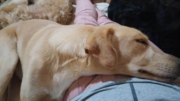 Cachorro ra a SRD-ViraLata idade 5 anos nome MEL