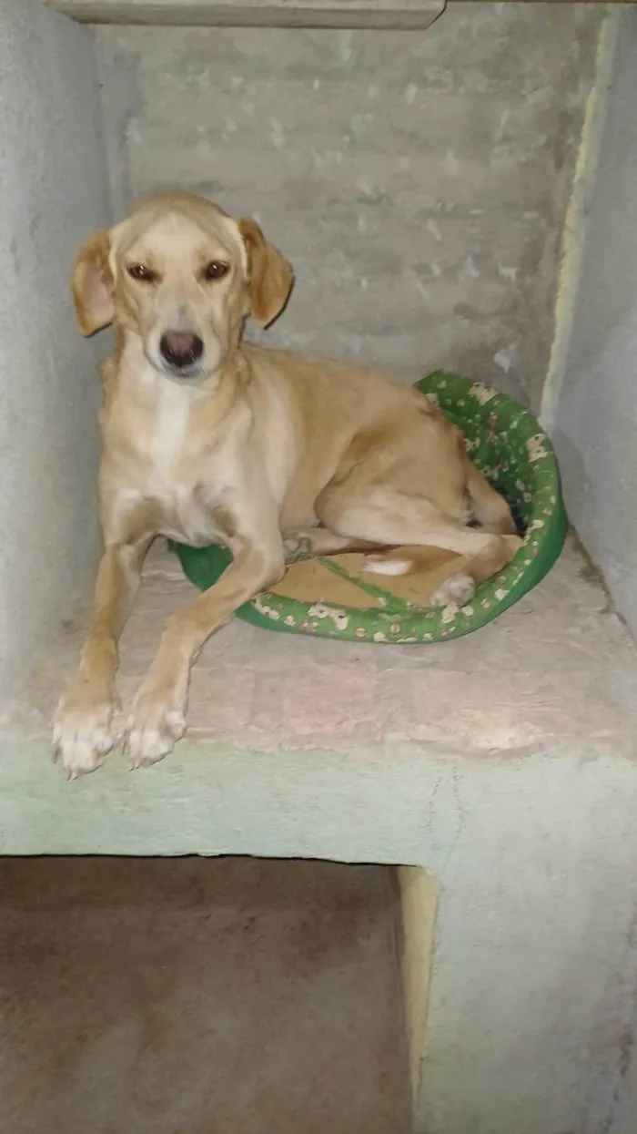 Cachorro ra a SRD-ViraLata idade 5 anos nome MEL
