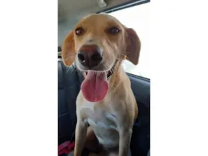 Cachorro raça SRD-ViraLata idade 5 anos nome MEL