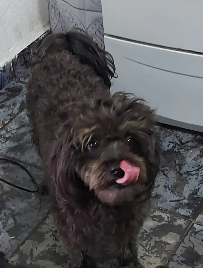 Cachorro ra a Poodle idade 3 anos nome Lara