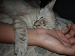 Gato raça SRD-ViraLata idade 2 a 6 meses nome Maya
