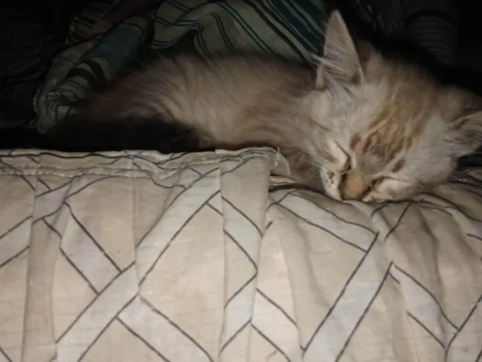 Gato ra a SRD-ViraLata idade 2 a 6 meses nome Maya