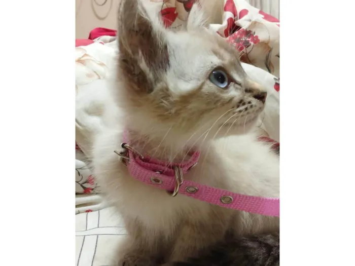 Gato ra a SRD-ViraLata idade 2 a 6 meses nome Maya