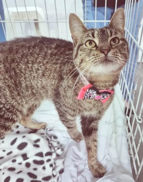 Gato ra a SRD-ViraLata idade 7 a 11 meses nome MARIETA TIGRADA
