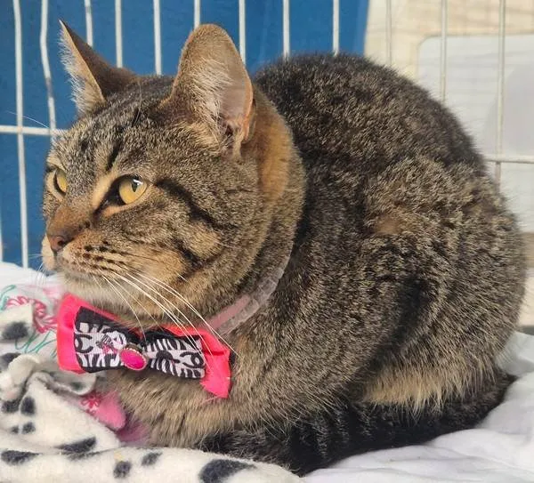 Gato ra a SRD-ViraLata idade 7 a 11 meses nome MARIETA TIGRADA