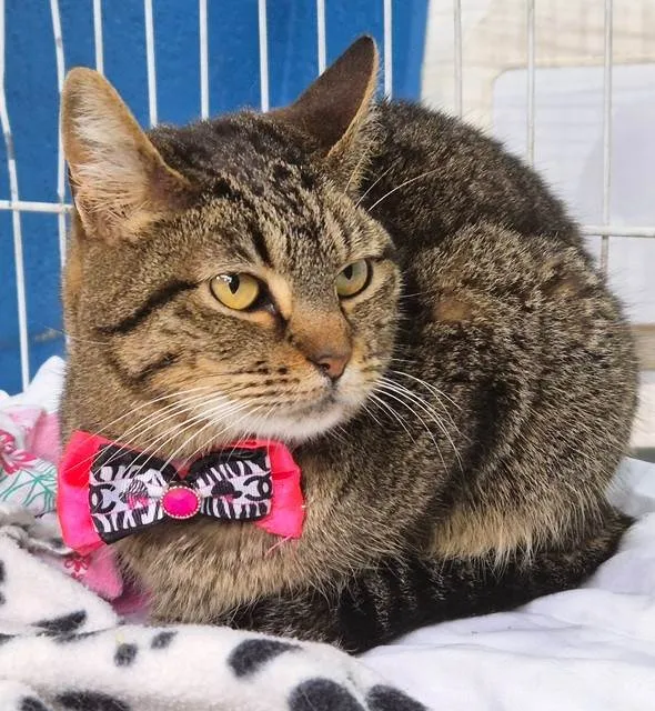 Gato ra a SRD-ViraLata idade 7 a 11 meses nome MARIETA TIGRADA