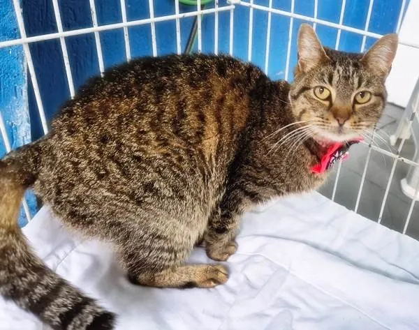 Gato ra a SRD-ViraLata idade 7 a 11 meses nome MARIETA TIGRADA