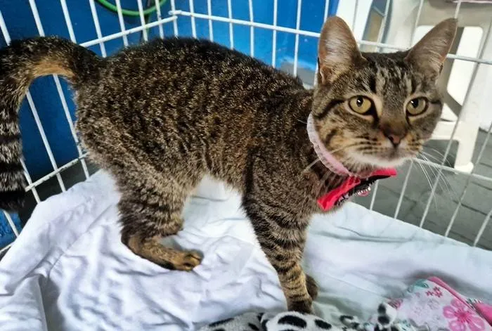 Gato ra a SRD-ViraLata idade 7 a 11 meses nome MARIETA TIGRADA