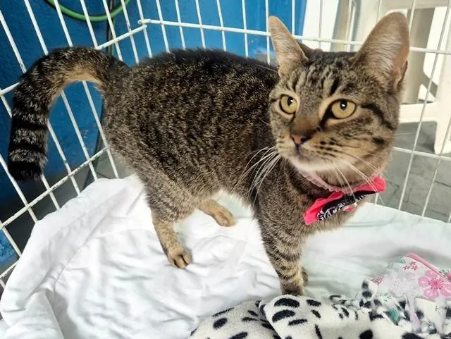 Gato ra a SRD-ViraLata idade 7 a 11 meses nome MARIETA TIGRADA