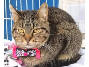 Gato raça SRD-ViraLata idade 7 a 11 meses nome MARIETA TIGRADA