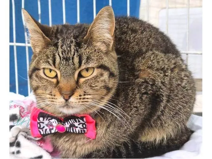 Gato ra a SRD-ViraLata idade 7 a 11 meses nome MARIETA TIGRADA