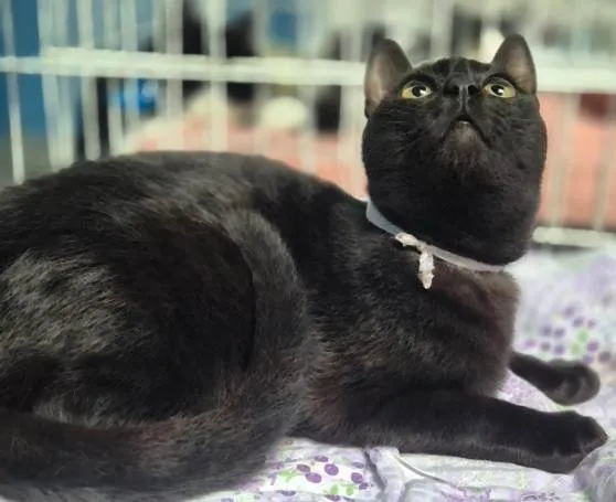 Gato ra a SRD-ViraLata idade 2 a 6 meses nome NINO BLACK (Adoção especial - FELV positivo)