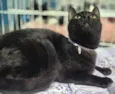 NINO BLACK (Adoção especial - FELV positivo)