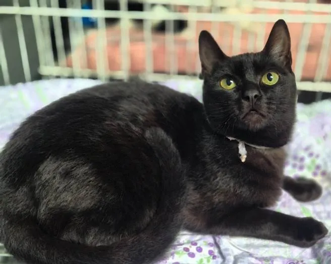 Gato ra a SRD-ViraLata idade 2 a 6 meses nome NINO BLACK (Adoção especial - FELV positivo)