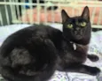 NINO BLACK (Adoção especial - FELV positivo)
