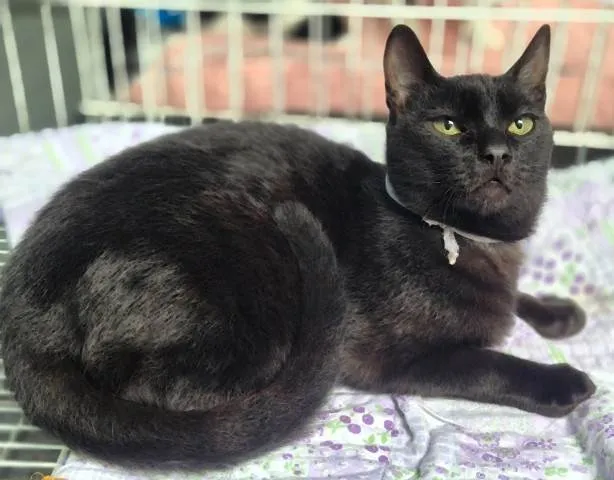 Gato ra a SRD-ViraLata idade 2 a 6 meses nome NINO BLACK (Adoção especial - FELV positivo)