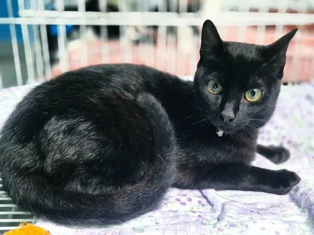 Gato ra a SRD-ViraLata idade 2 a 6 meses nome NINO BLACK (Adoção especial - FELV positivo)