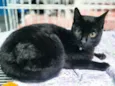 NINO BLACK (Adoção especial - FELV positivo)