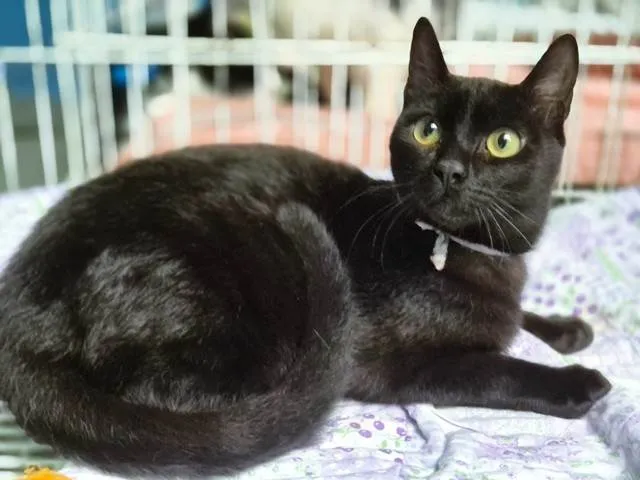 Gato ra a SRD-ViraLata idade 2 a 6 meses nome NINO BLACK (Adoção especial - FELV positivo)