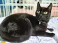 NINO BLACK (Adoção especial - FELV positivo)