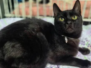 Gato raça SRD-ViraLata idade 2 a 6 meses nome NINO BLACK (Adoção especial - FELV positivo)