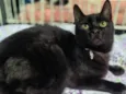 NINO BLACK (Adoção especial - FELV positivo)